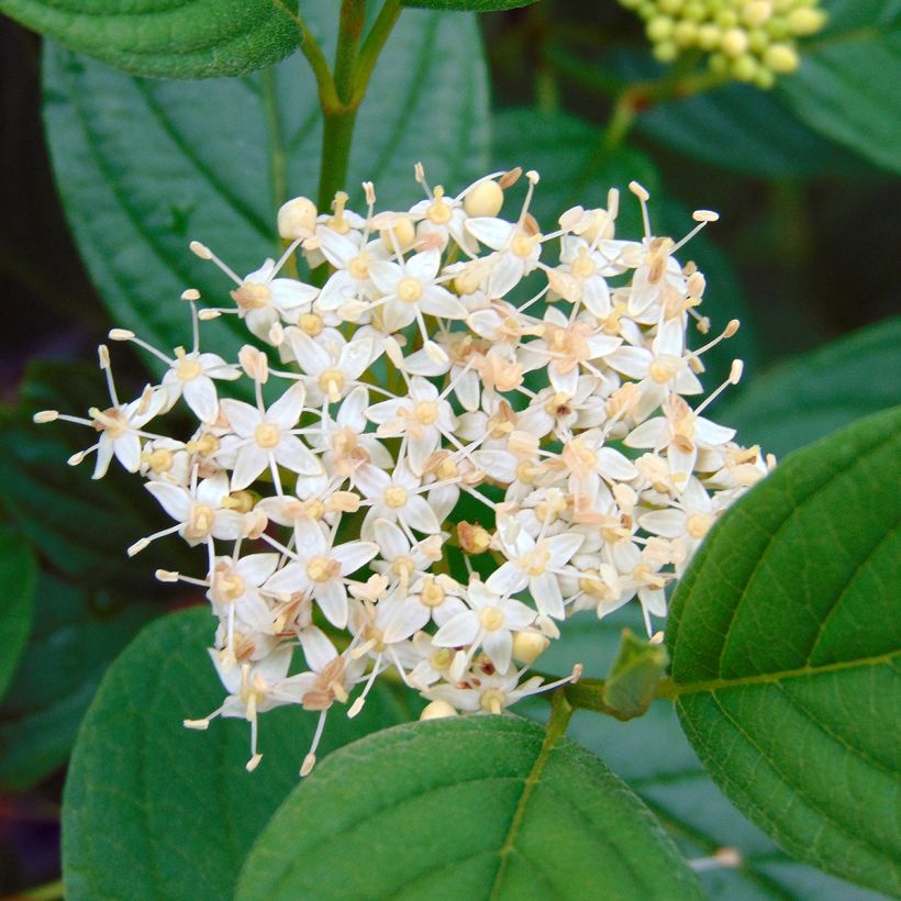 Cornus stolonifera Flaviramea - Cornouiller à bois jaune (Floraison)
