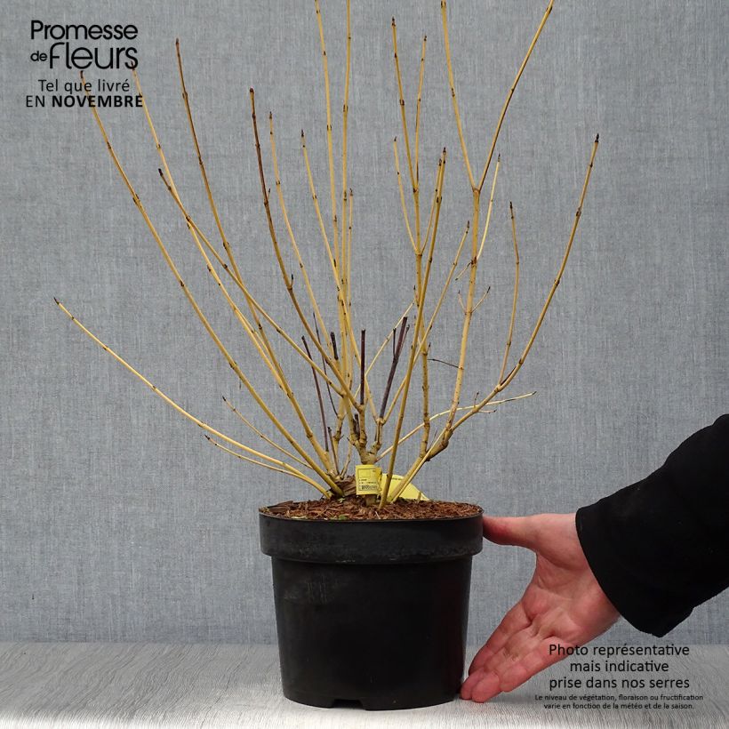 Spécimen de Cornus stolonifera Flaviramea - Cornouiller à bois jaune Pot de 3L/4L tel que livré en automne
