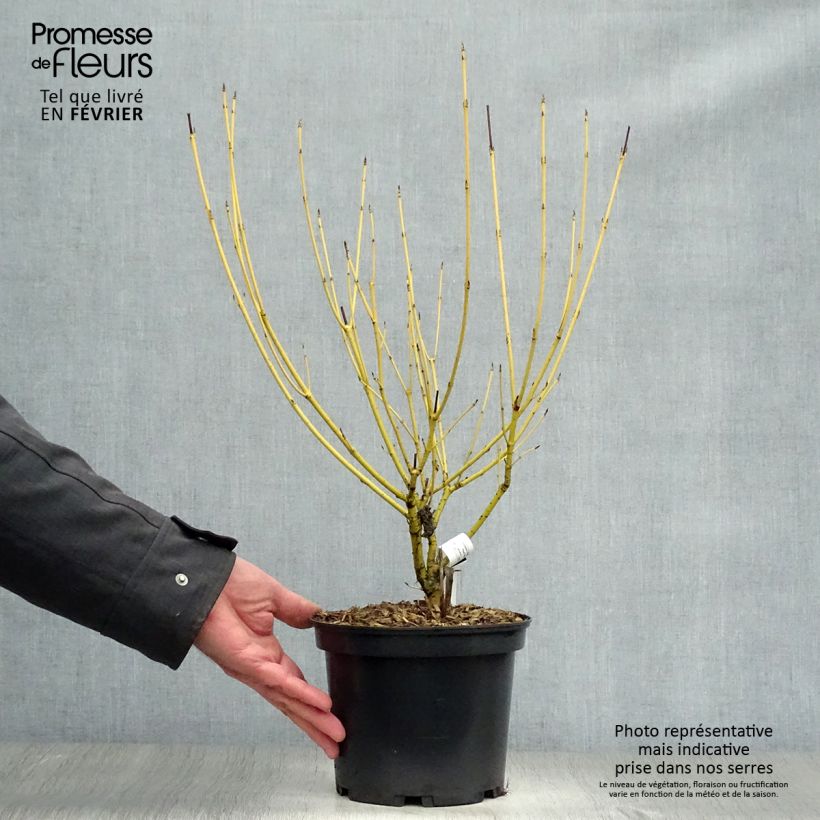 Spécimen de Cornus stolonifera Flaviramea - Cornouiller à bois jaune Pot de 3L/4L tel que livré en hiver