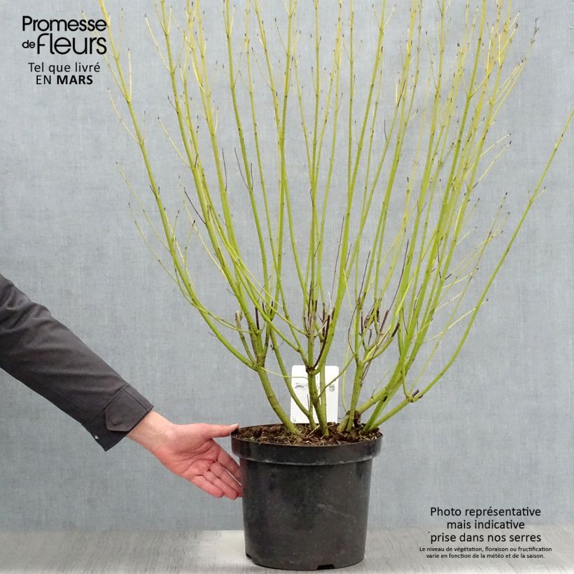Spécimen de Cornus stolonifera Flaviramea - Cornouiller à bois jaune Pot de 7,5L/10L tel que livré au printemps