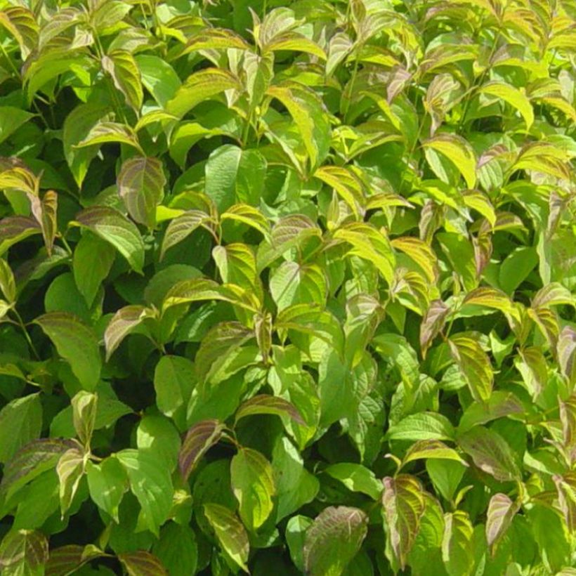Cornus stolonifera Kelsey's Dwarf - Cornouiller stolonifère (Feuillage)