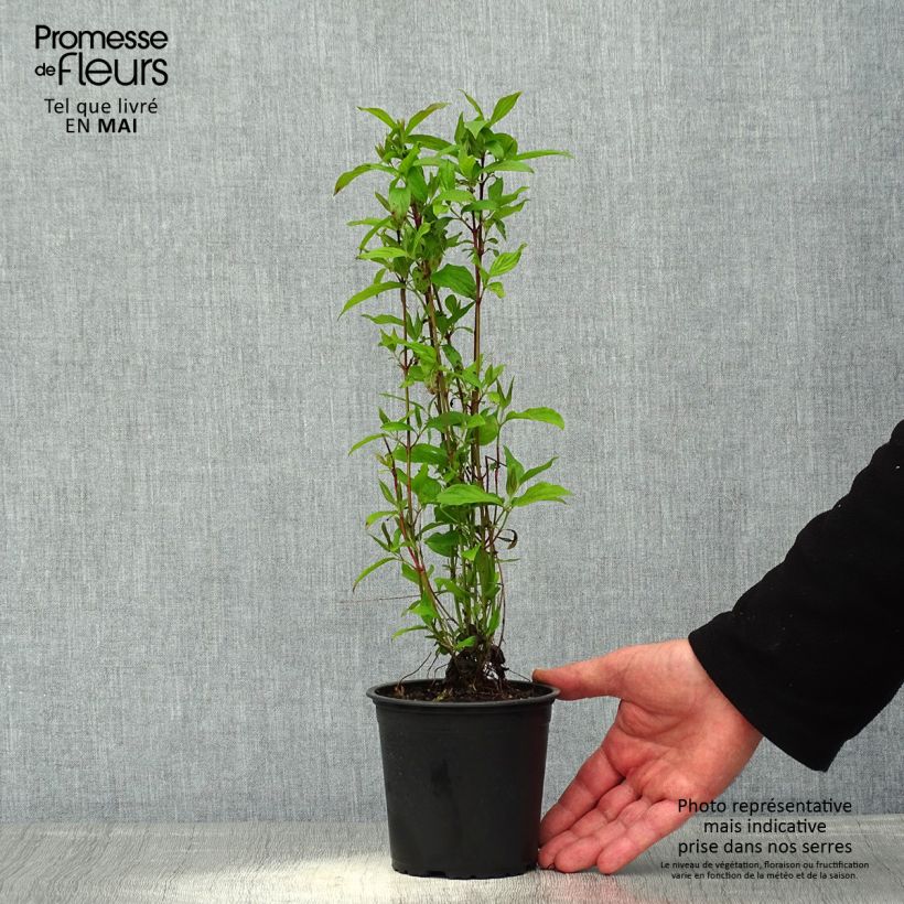 Exemplar von Seidige Hartriegel Kelsey's Dwarf - Cornus sericea Topf mit 1L/1,5L wie im Frühjahr geliefert