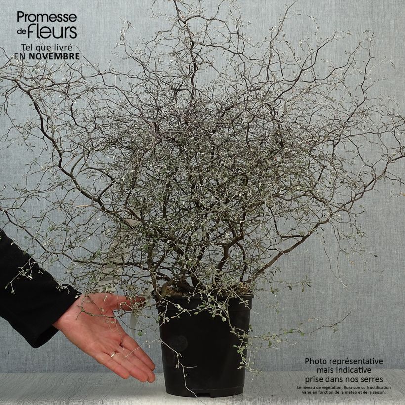 Spécimen de Corokia cotoneaster Little prince - Corokie Pot de 4L/5L tel que livré en automne