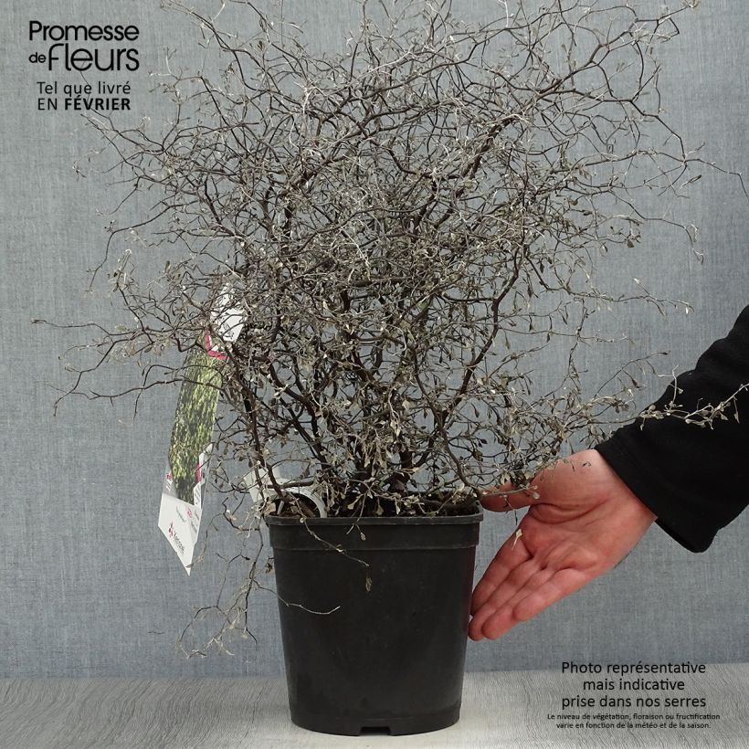 Spécimen de Corokia cotoneaster Little prince - Corokie Pot de 4L/5L tel que livré en hiver