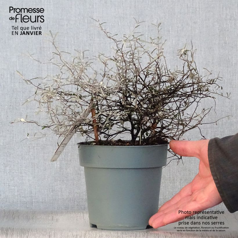 Spécimen de Corokia cotoneaster Pot de 1L/1,5L tel que livré en hiver