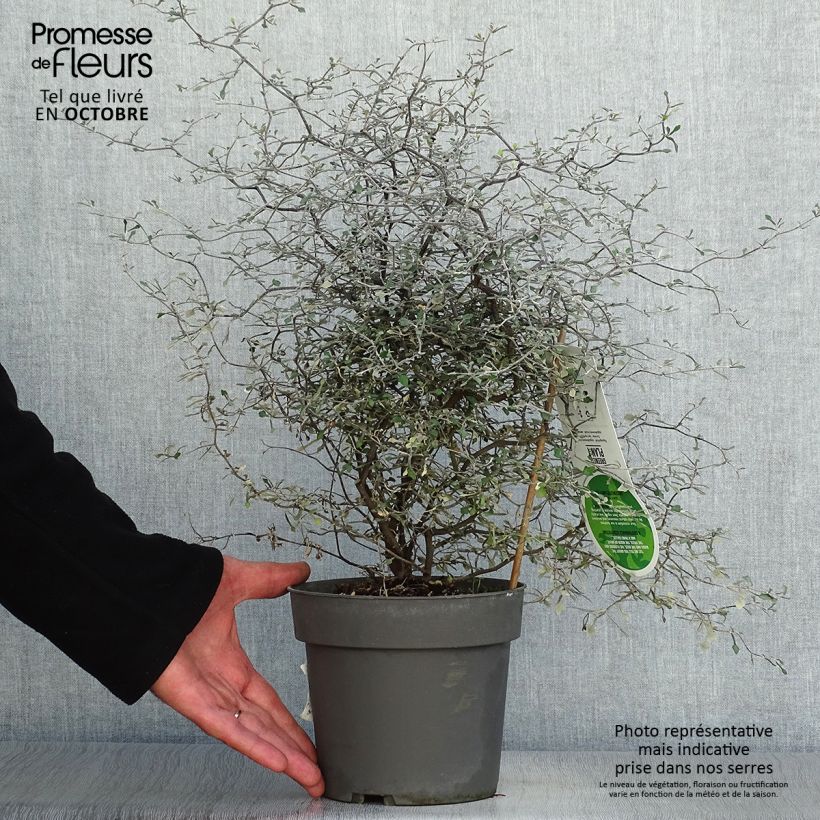 Spécimen de Corokia cotoneaster Pot de 1L/1,5L tel que livré en automne