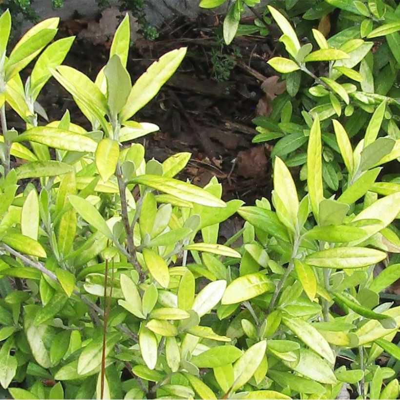 Corokia virgata Banana Royal - Corokie (Feuillage)