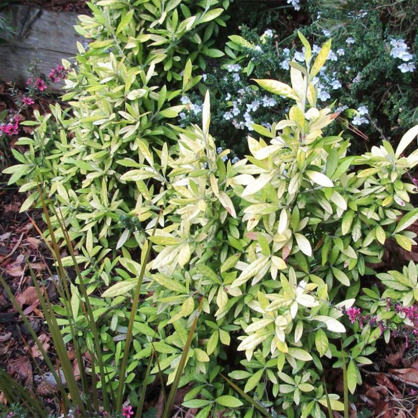 Corokia virgata Banana Royal - Corokie (Port)