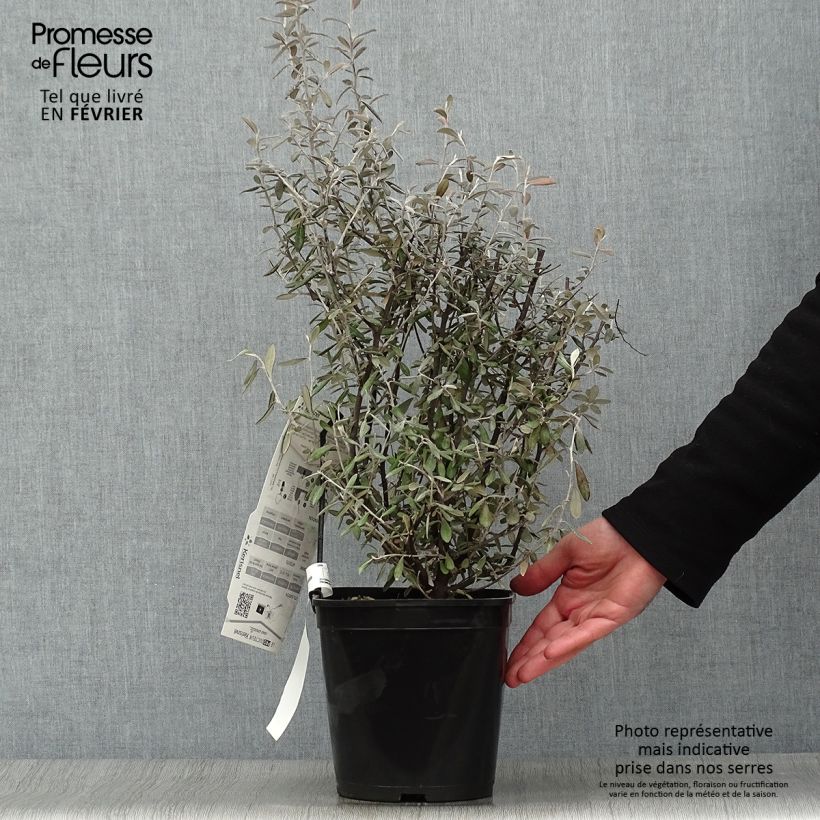 Spécimen de Corokia virgata Frosted chocolate - Corokie Pot de 4L/5L tel que livré en hiver