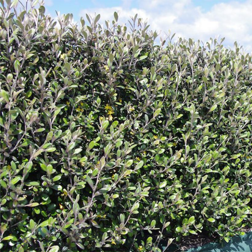 Corokia virgata Frosted chocolate - Corokie (Port)