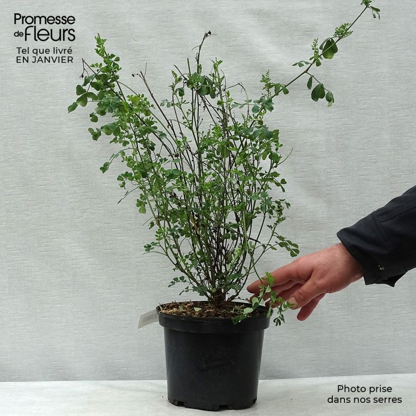 Spécimen de Coronilla valentina Glauca - Coronille glauque Pot de 2L/3L tel que livré en hiver