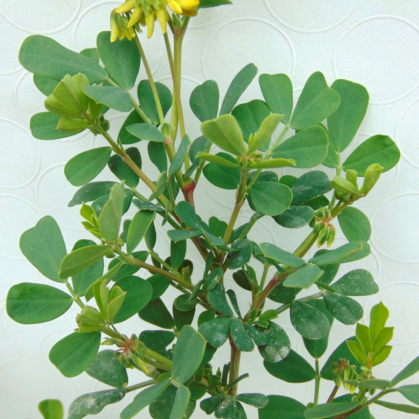 Coronilla valentina Glauca - Coronille glauque (Feuillage)