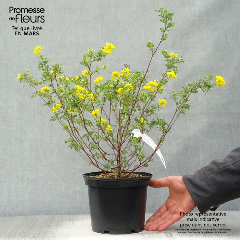 Spécimen de Coronilla valentina Glauca - Coronille glauque Pot de 2L/3L tel que livré au printemps