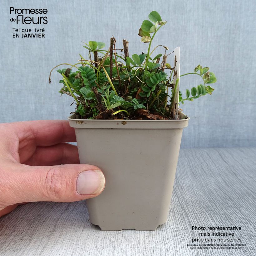 Spécimen de Coronilla varia - Coronille bigarrée ou changeante. Godet de 8/9 cm tel que livré en hiver