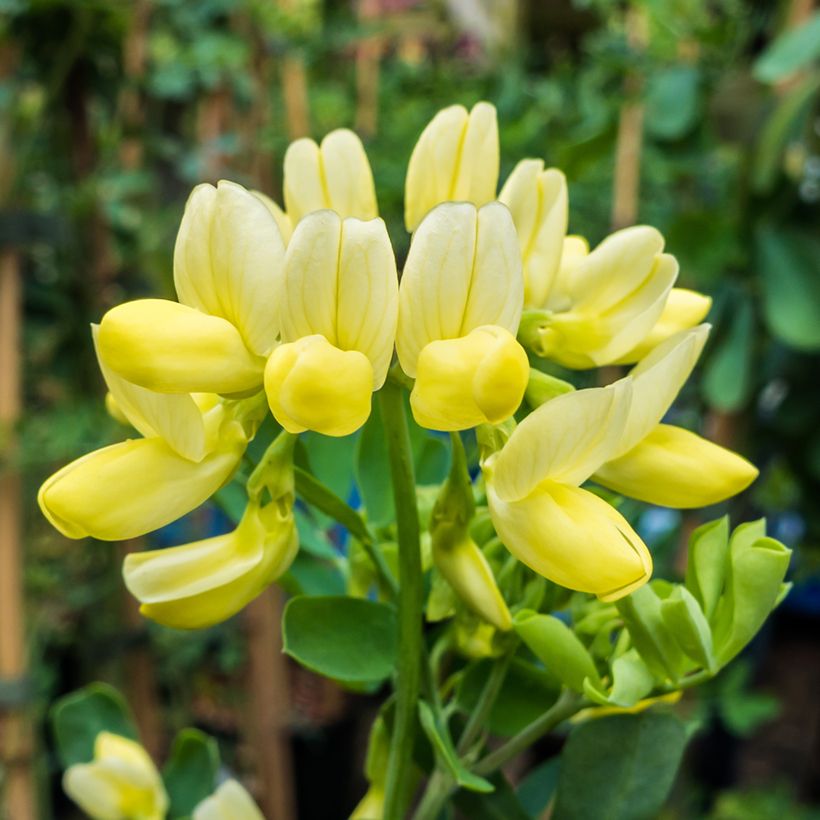 Coronille - Coronilla valentina subsp. glauca Citrina (Floraison)