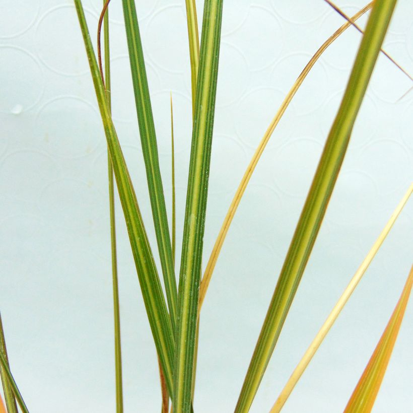 Cortaderia richardii - Petite Herbe de la Pampa (Feuillage)