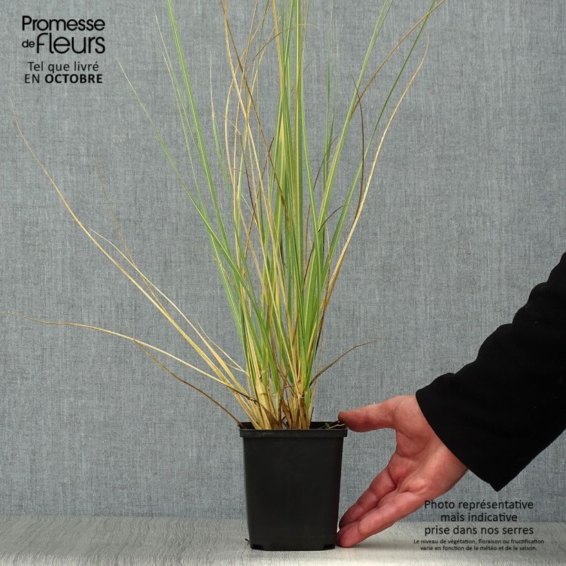 Spécimen de Cortaderia richardii - Petite Herbe de la Pampa Godet de 8/9 cm tel que livré en automne