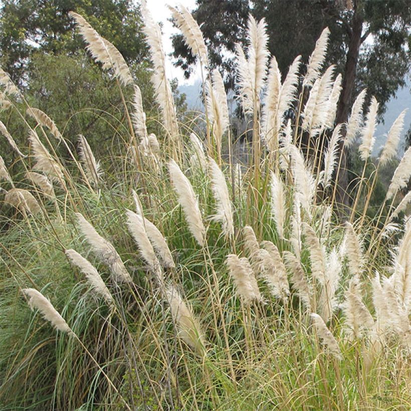 Herbe de la Pampa - Cortaderia selloana (Floraison)