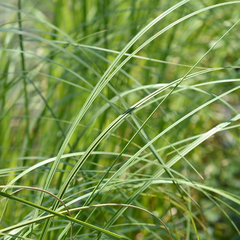 Cortaderia selloana Mini Pampas - Herbe de la Pampa (Feuillage)