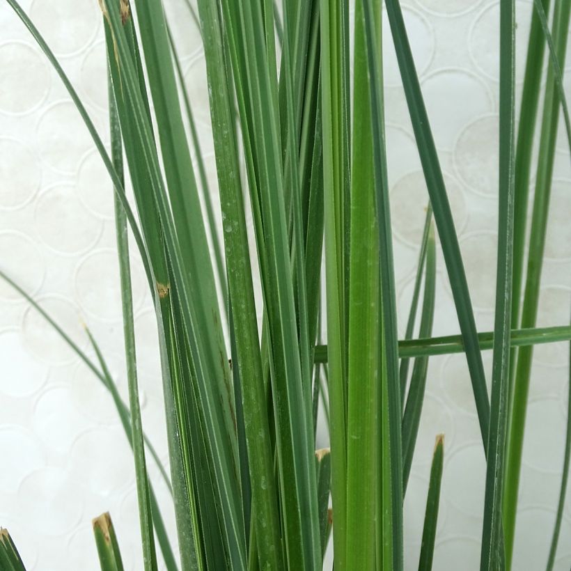 Cortaderia selloana Pumila - Herbe de la Pampa (Feuillage)