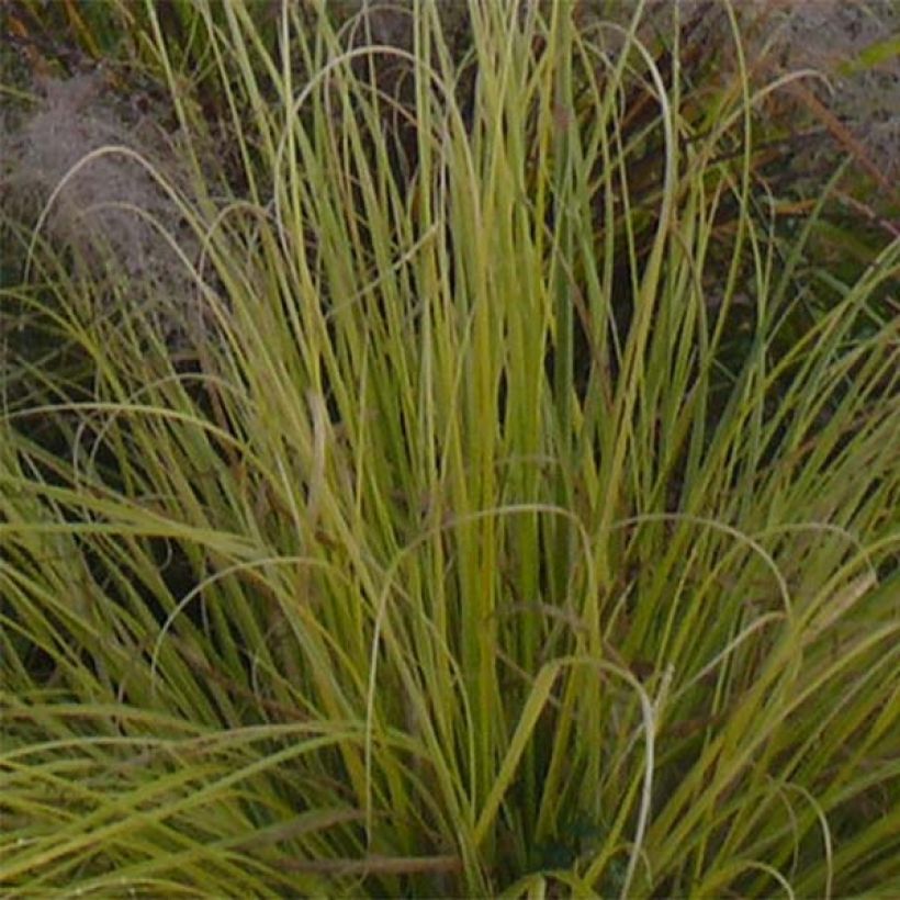 Cortaderia selloana Splendid Star - Herbe de la Pampa (Feuillage)