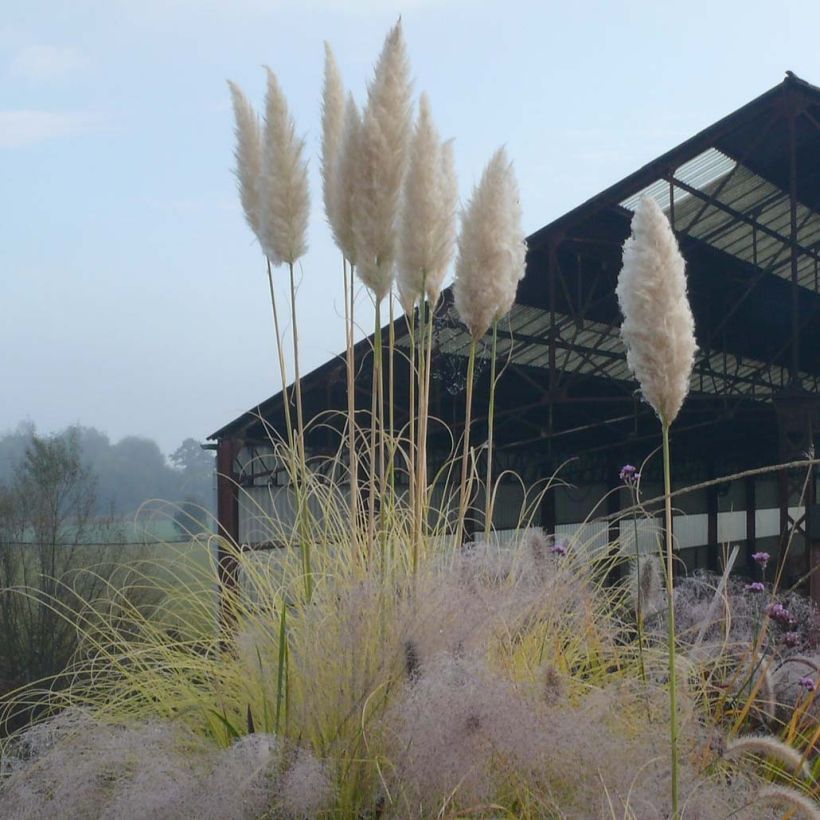 Cortaderia selloana Splendid Star - Herbe de la Pampa (Floraison)