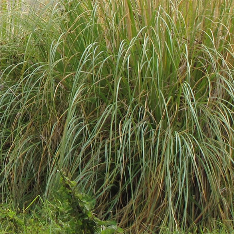 Cortaderia selloana Sunningdale Silver (Feuillage)