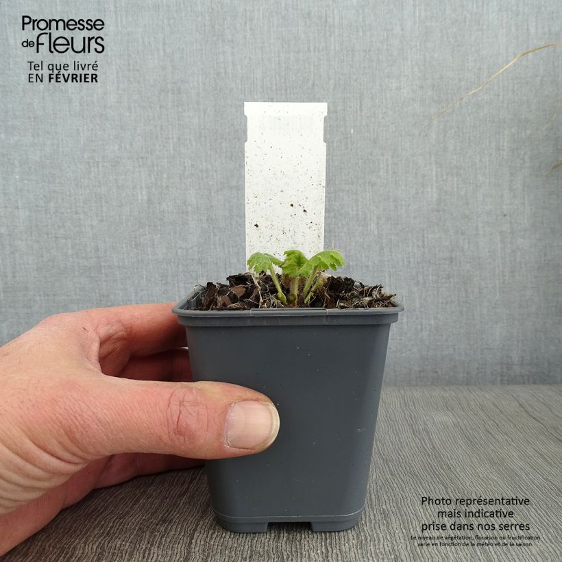 Spécimen de Cortusa (Primula) matthioli ssp. pekinensis Godet de 8/9 cm tel que livré en hiver