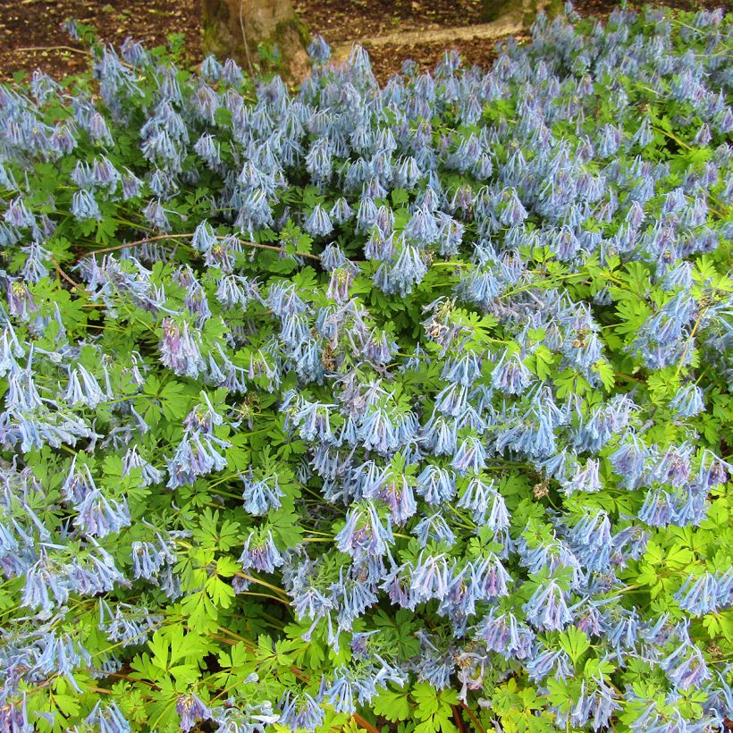 Corydale, Corydalis elata, Fumeterre (Port)