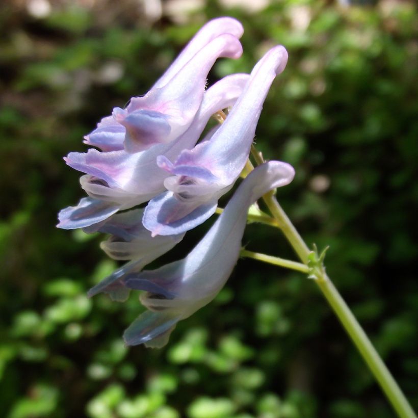Corydale, Corydalis linstowiana, Fumeterre (Floraison)