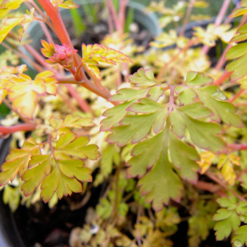 Corydalis Berry Exciting - Corydale hybride (Feuillage)