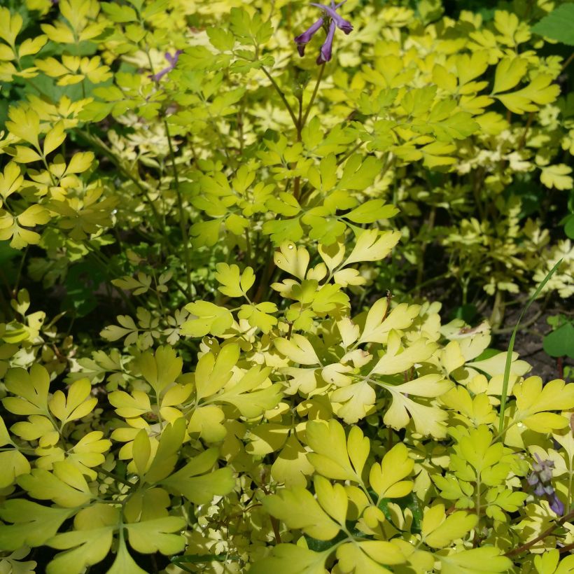 Corydalis Berry Exciting - Corydale hybride (Port)