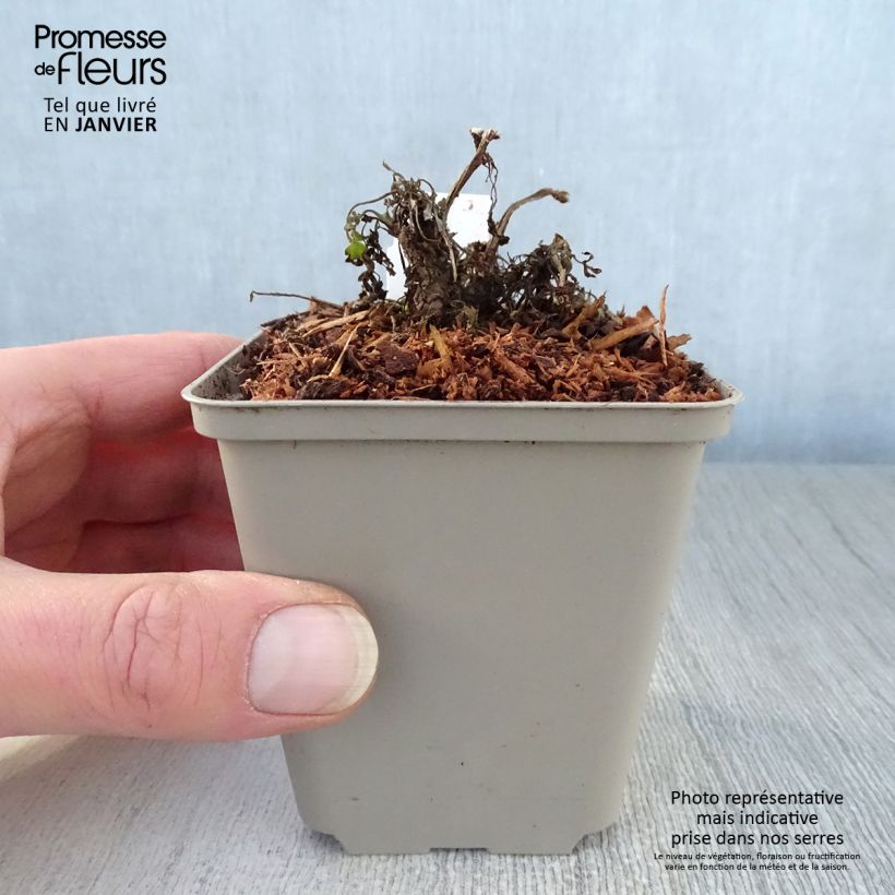 Spécimen de Corydalis Canary Feathers - Corydale hybride Godet de 8/9 cm tel que livré en hiver