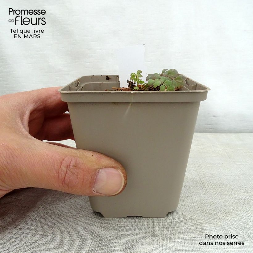 Spécimen de Corydalis Canary Feathers - Corydale hybride Godet de 8/9 cm tel que livré au printemps