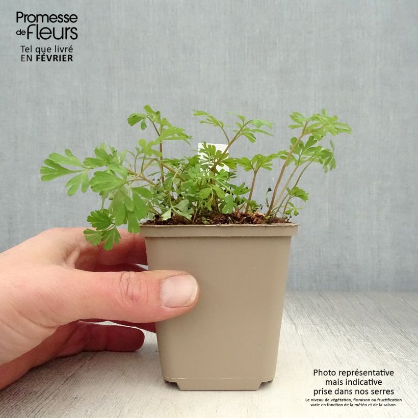 Spécimen de Corydalis Craigton Blue Godet de 8/9 cm tel que livré en hiver