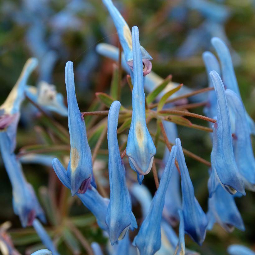 Corydalis flexuosa Porcelain Blue  (Floraison)