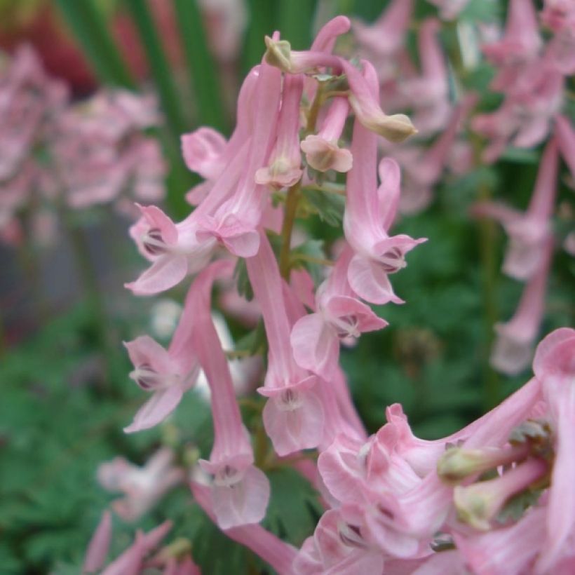 Corydalis solida Beth Evans - Corydale bulbeuse (Floraison)