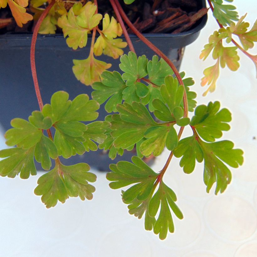 Corydalis flexuosa Blue Panda - Cordyale de Chine bleu (Feuillage)