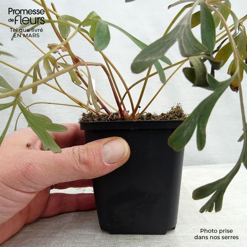 Spécimen de Corydalis flexuosa Porcelain Blue  Godet de 8/9 cm tel que livré au printemps