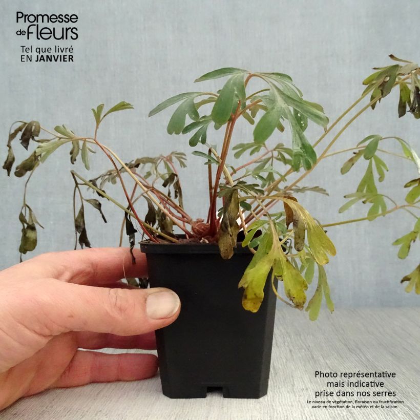 Spécimen de Corydalis flexuosa Porcelain Blue  Godet de 8/9 cm tel que livré en hiver