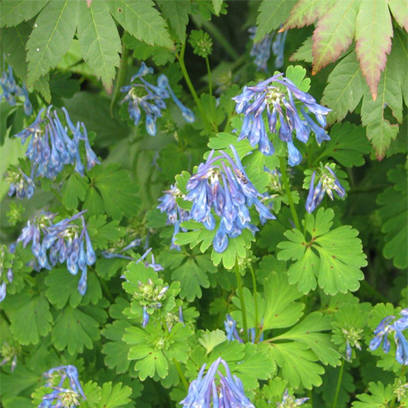 Corydalis flexuosa Purple Leaf - Corydale (Floraison)
