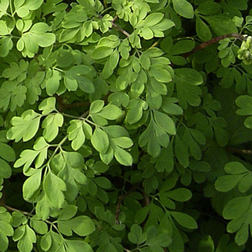 Corydalis lutea - Corydale jaune (Feuillage)