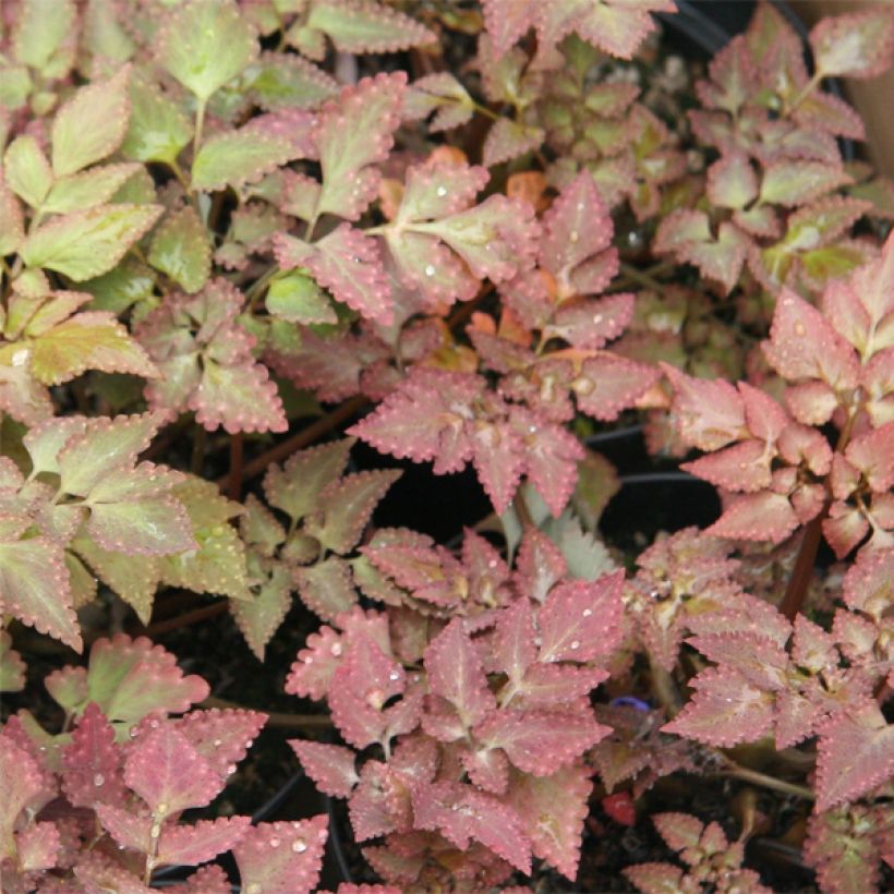 Corydalis quantmeyeriana Chocolate Stars (Feuillage)