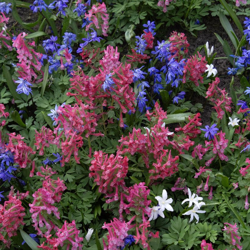 Corydalis solida GP Baker - Corydale bulbeuse (Port)