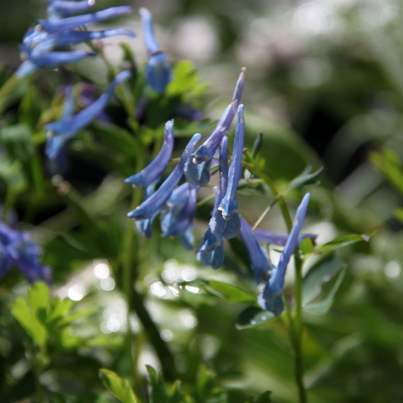 Corydalis elata Blue Summit - Corydale bleu (Floraison)