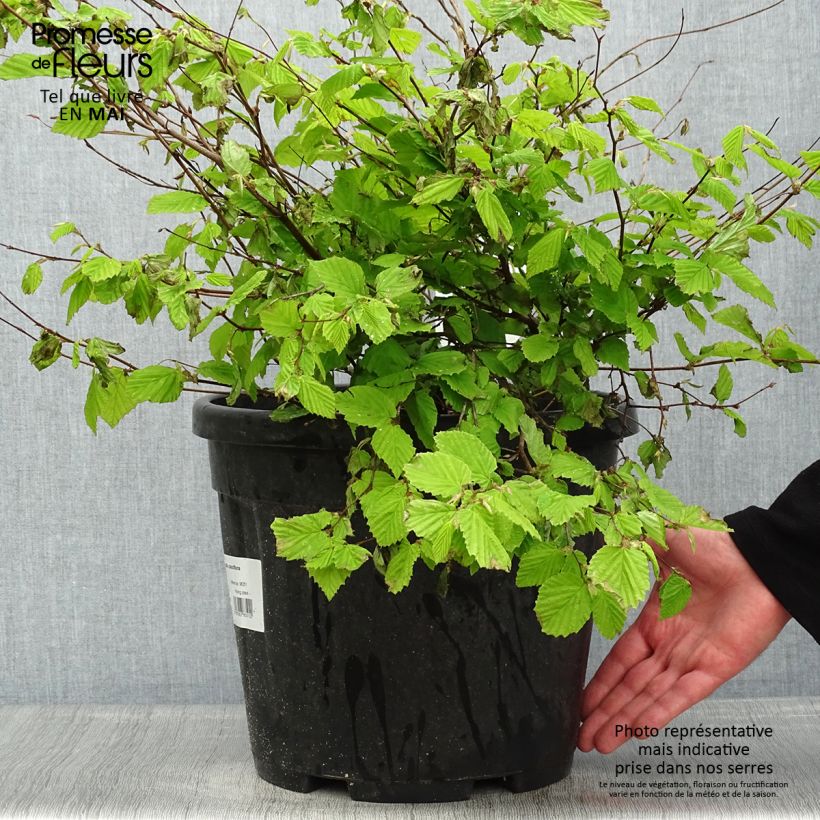 Spécimen de Corylopsis pauciflora - Faux noisetier Pot de 12L/15L tel que livré au printemps