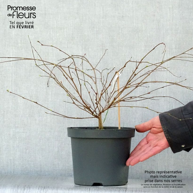 Spécimen de Corylopsis pauciflora - Faux noisetier Pot de 2L/3L tel que livré en hiver