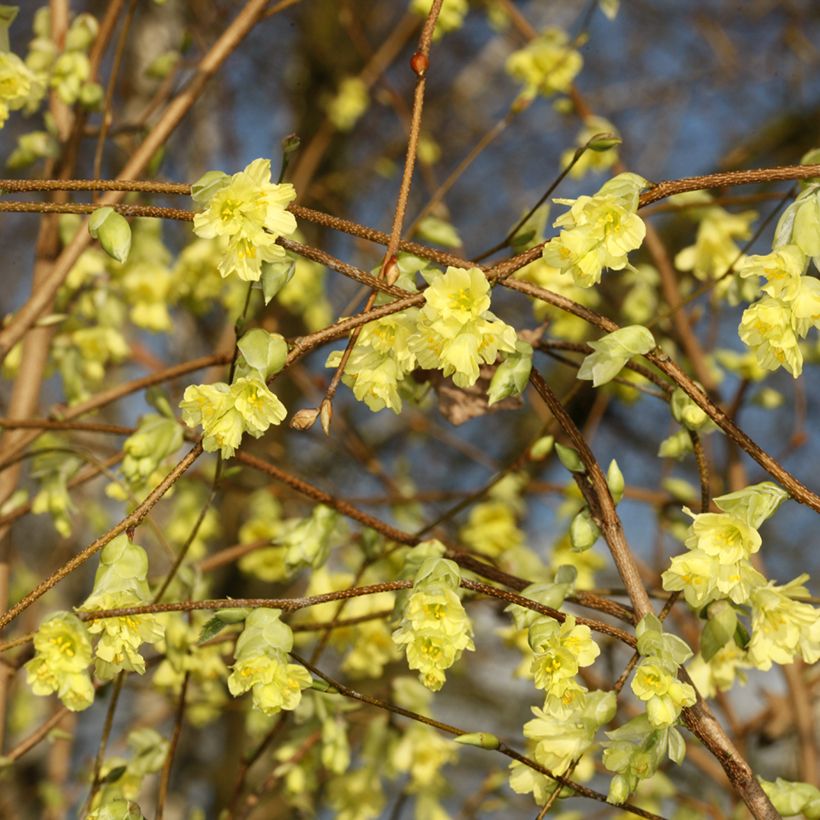Corylopsis sinensis var. sinensis- Faux noisetier (Floraison)