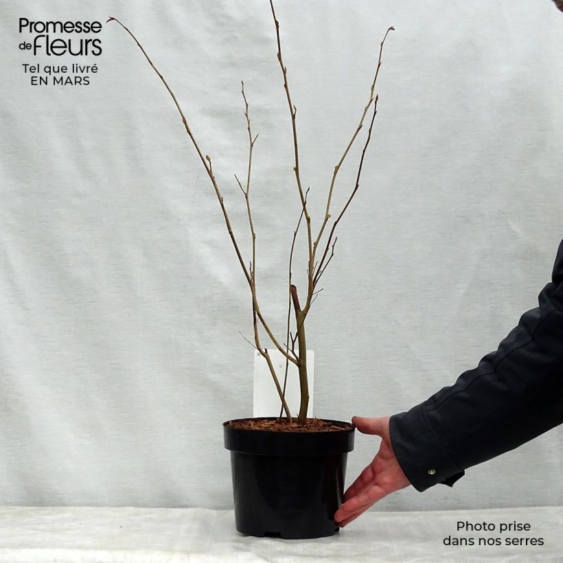 Spécimen de Corylopsis spicata - Faux noisetier Pot de 2L/3L tel que livré au printemps