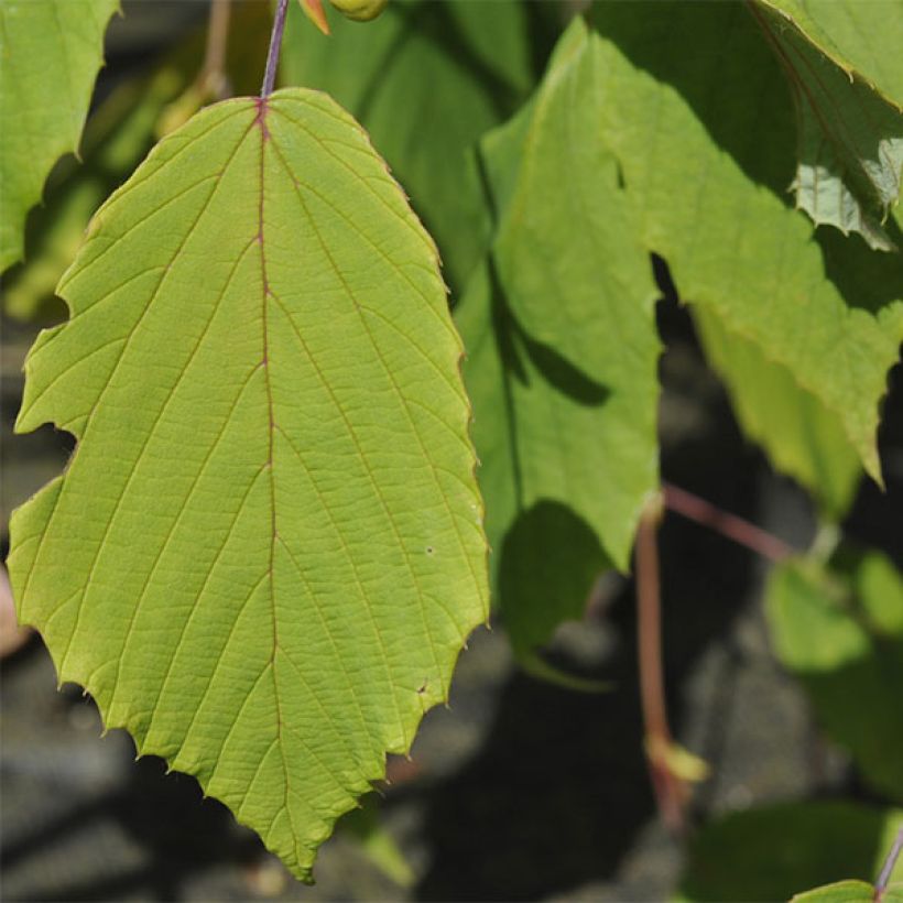 Corylopsis willmottiae Spring Purple - Faux noisetier (Feuillage)